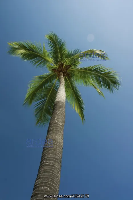 : Coconutpalm : Coconutpalm