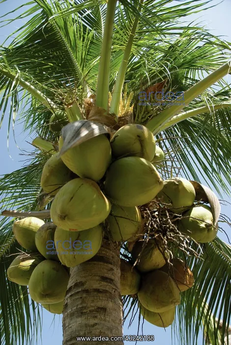 : Coconutpalm : Coconutpalm