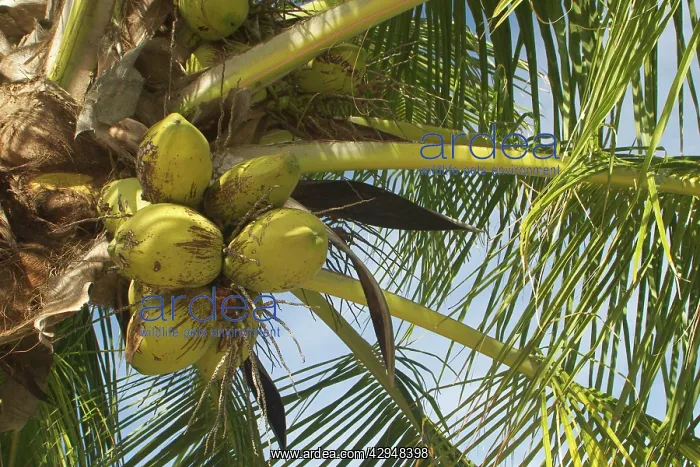 : Coconuts - On Home Island, Cocos (Keeling) Islands : Coconuts - On Home Island, Cocos (Keeling) Islands