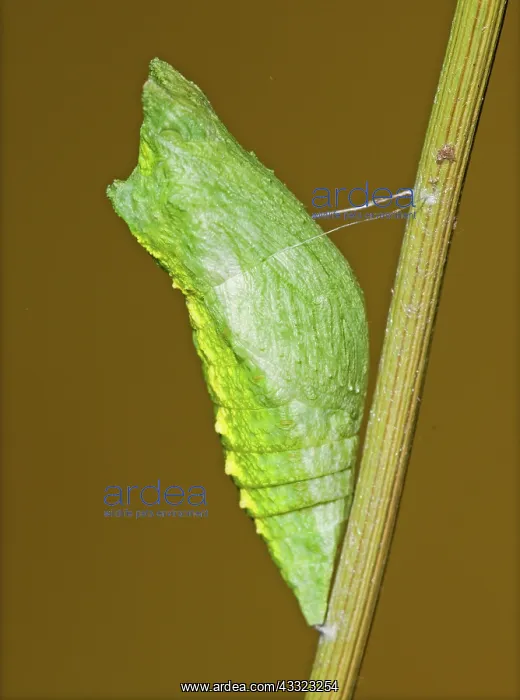 : Cocooned Eastern Black Swallowtail Butterfly : Cocooned Eastern Black Swallowtail Butterfly