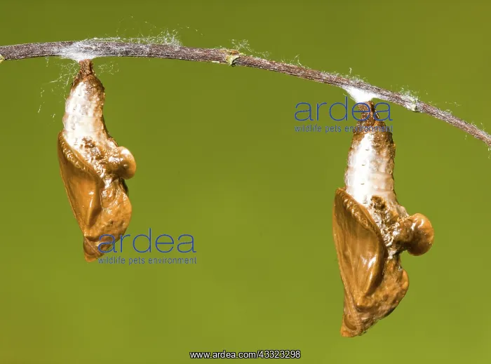 : Cocooned Gulf Fritillary Butterflies : Cocooned Gulf Fritillary Butterflies