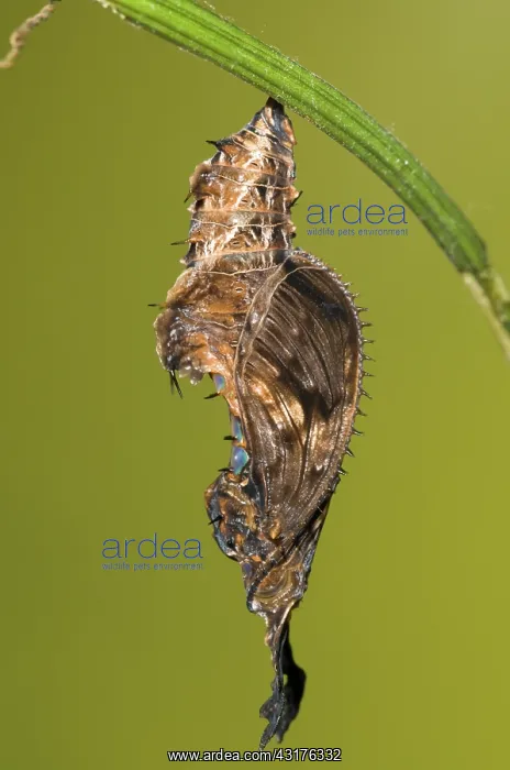 : Cocooned Zebra Longwing Butterfly : Cocooned Zebra Longwing Butterfly