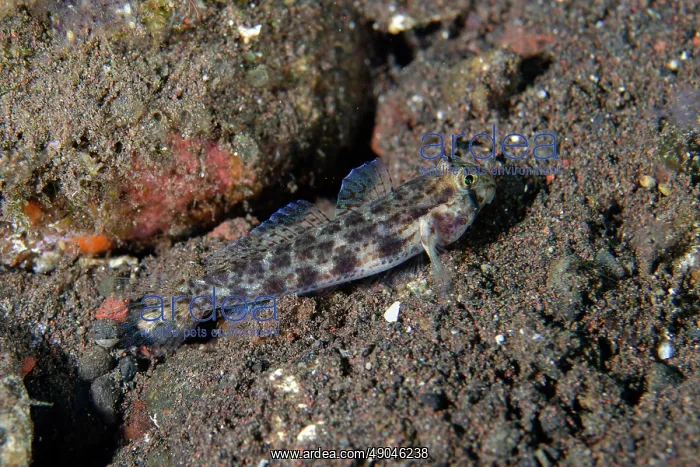 : Cocos Goby : Cocos Goby