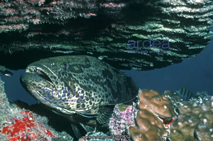: Cod - being cleaned by a Labroides wrasse : Cod - being cleaned by a Labroides wrasse