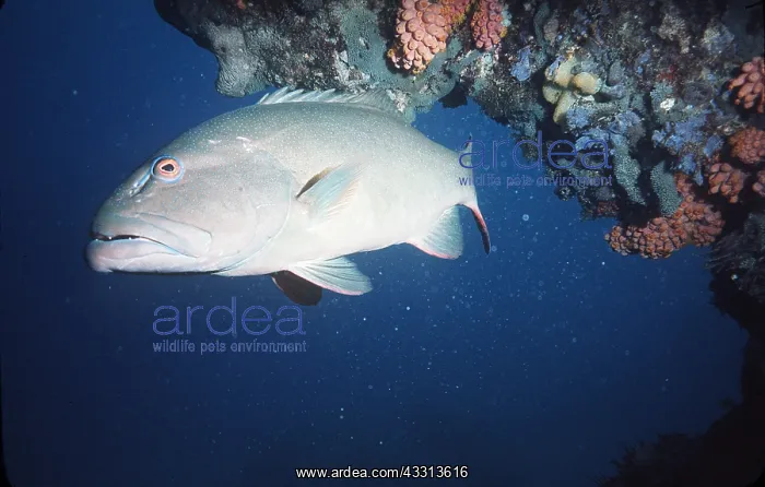 : COD - By coral : COD - By coral