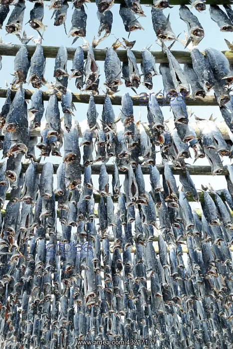  : Cod dryer, Lofoten, Norway