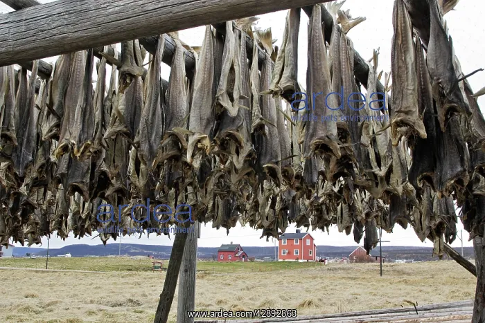 : Cod - drying : Cod - drying