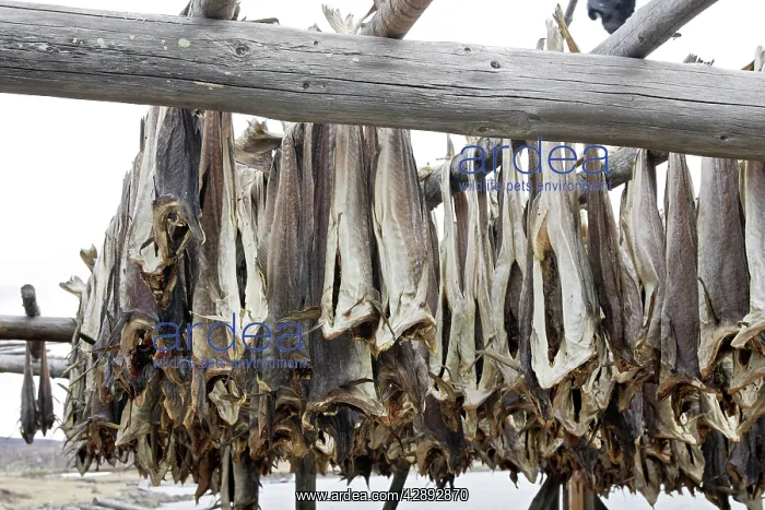 : Cod - drying : Cod - drying