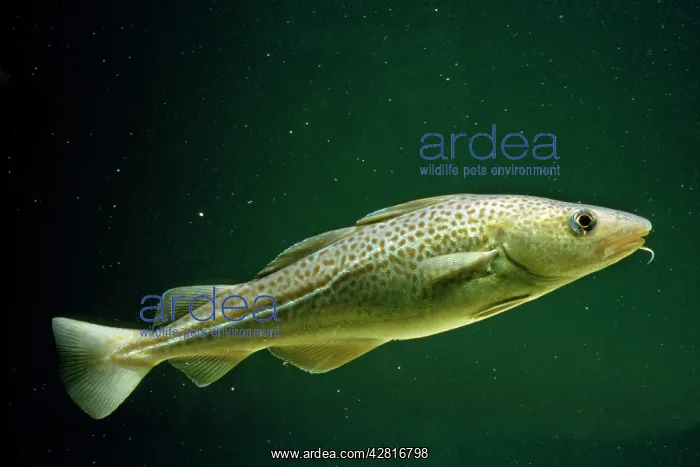  : COD (Gadus morhua)