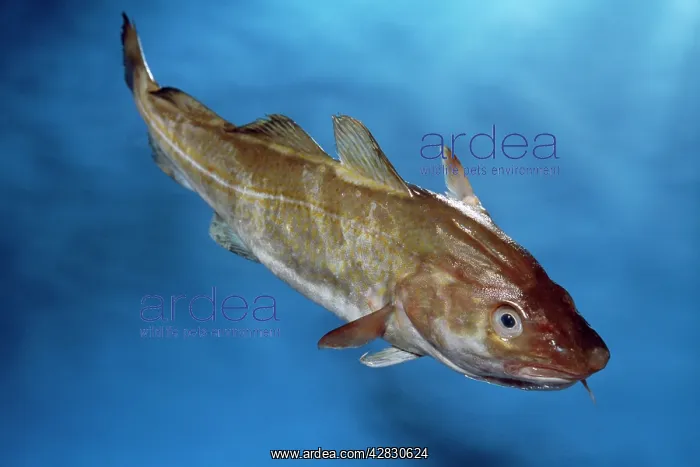 : COD (Gadus morhua). North Atlantic : COD (Gadus morhua). North Atlantic