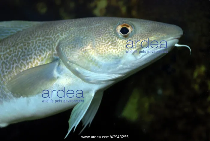  : Cod. (Gadus morhua). North Atlantic