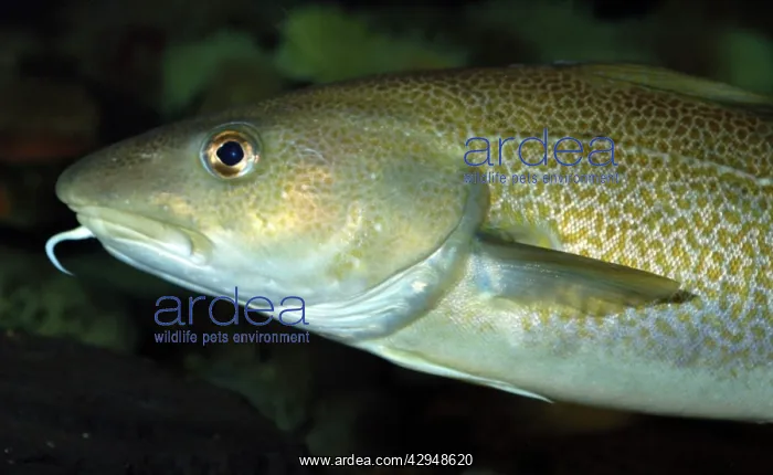  : Cod (Gadus morhua). North Atlantic and North Sea