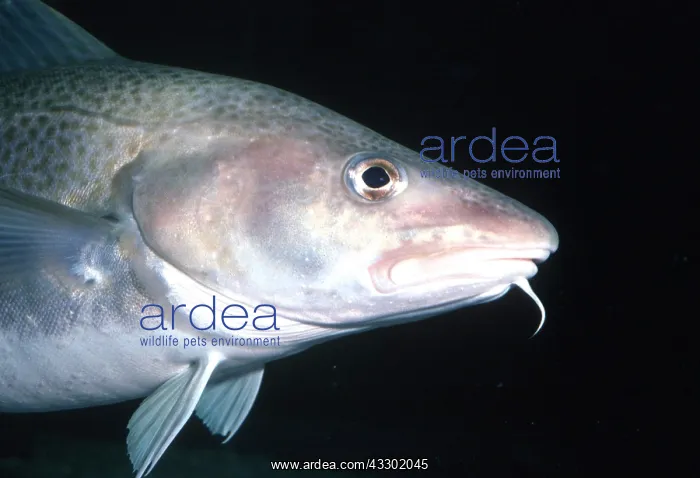  : COD - side head view showing barbel