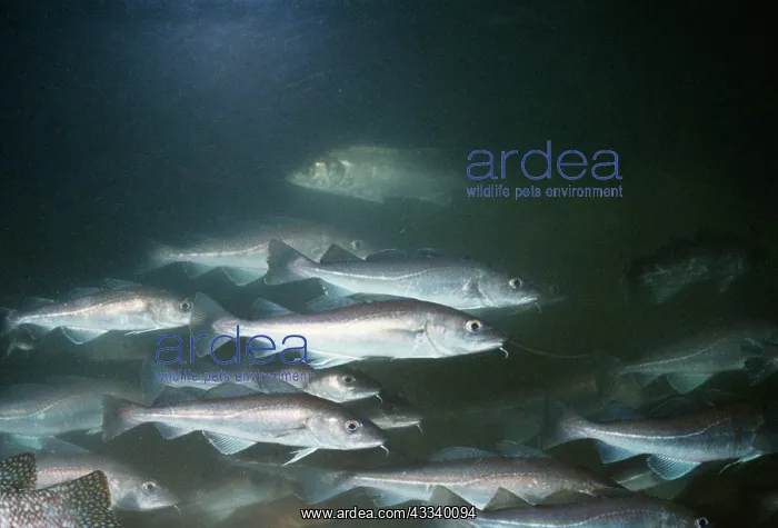  : COD - SHOAL