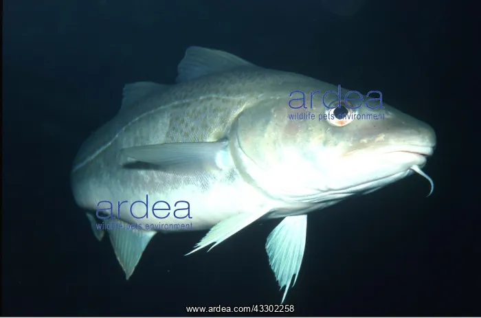 : COD - showing barbel : COD - showing barbel