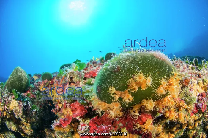 : Codium bursa and (Parazoanthus axinellae), Villefranche-sur- : Codium bursa and (Parazoanthus axinellae), Villefranche-sur-