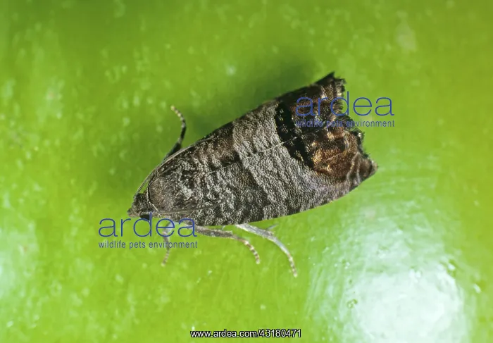 : Codling Moth : Codling Moth