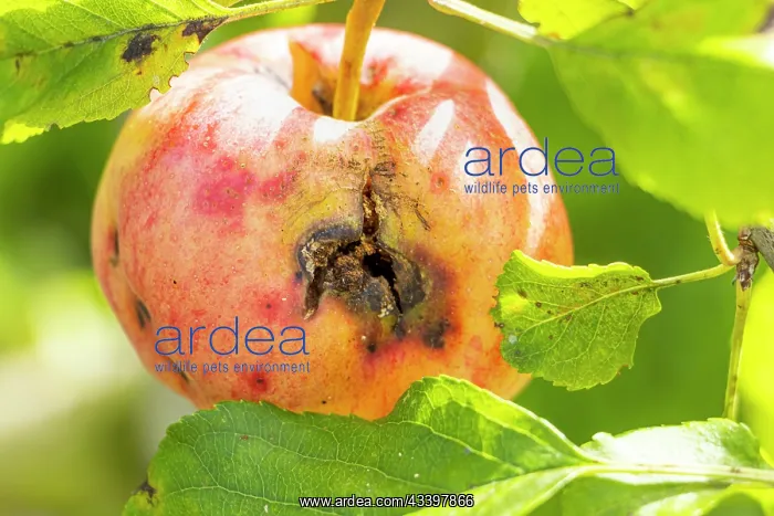 : Codling moth attack on apple Ellison's orange : Codling moth attack on apple Ellison's orange