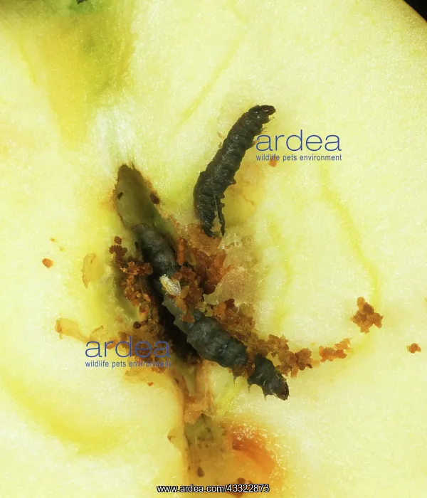 : Codling moth killed by CpGV : Codling moth killed by CpGV