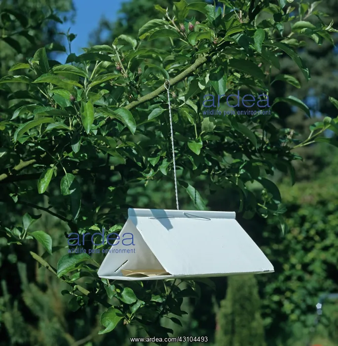 : Codling Moth Trap in Apple Tree : Codling Moth Trap in Apple Tree