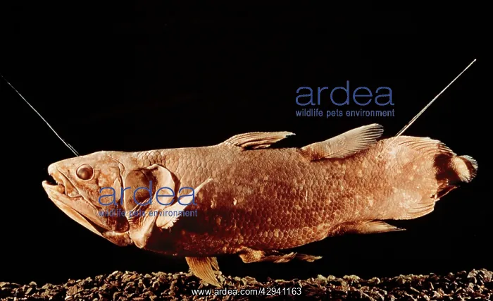 : COELACANTH FISH - specimen, side view : COELACANTH FISH - specimen, side view