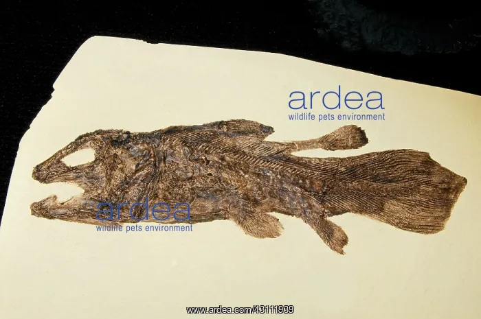 : Coelacanth Fossil : Coelacanth Fossil