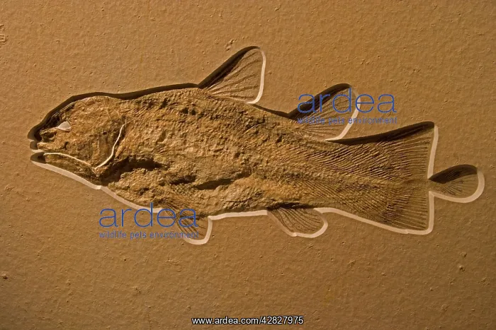 : Coelacanth Fossil - Germany : Coelacanth Fossil - Germany