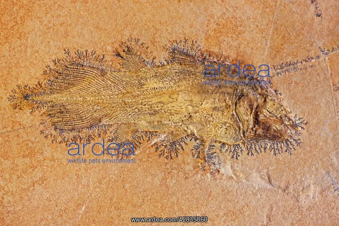 : Coelacanth Fossil - Solnhofen Germany : Coelacanth Fossil - Solnhofen Germany