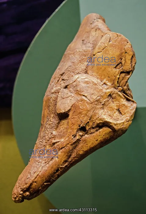 : Coelacanth Skull Fossil : Coelacanth Skull Fossil