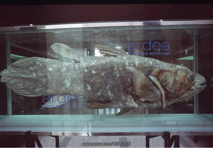 : COELACANTH - specimen : COELACANTH - specimen