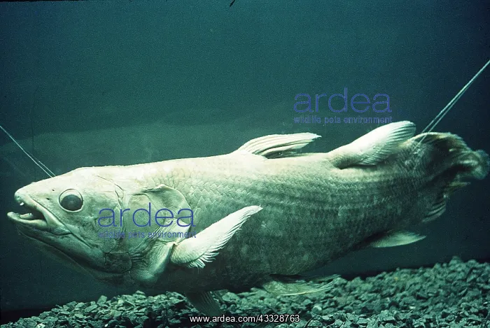 : COELACANTH - specimen : COELACANTH - specimen