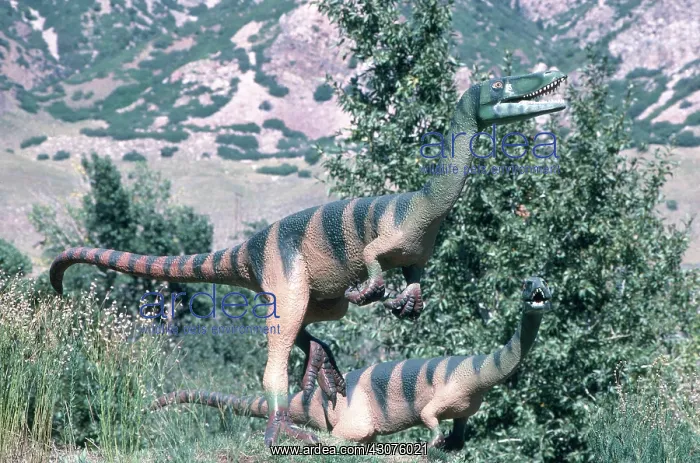 : Coelophysis : Coelophysis