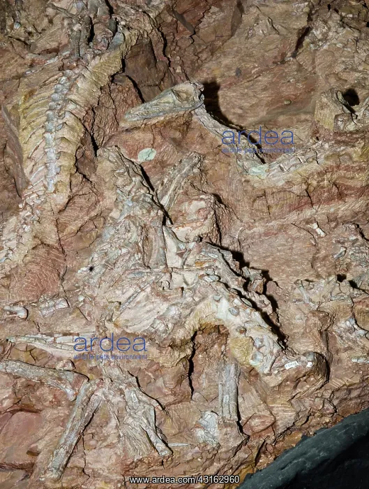 : Coelophysis Dinosaur Fossils in Rock : Coelophysis Dinosaur Fossils in Rock