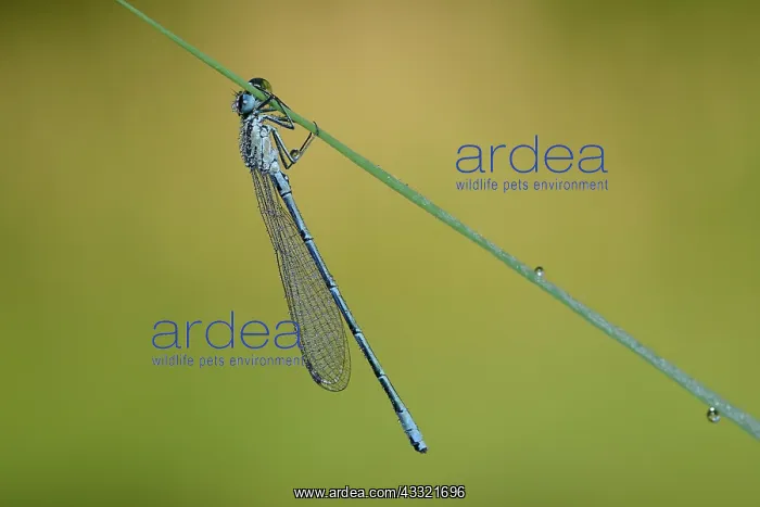 : Coenagrion puella : Coenagrion puella