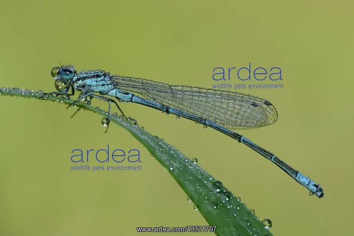 : Coenagrion puella : Coenagrion puella