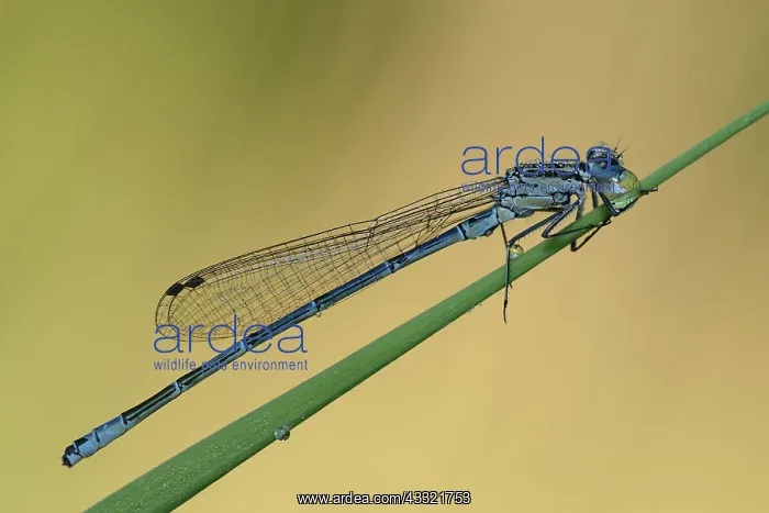 : Coenagrion puella : Coenagrion puella