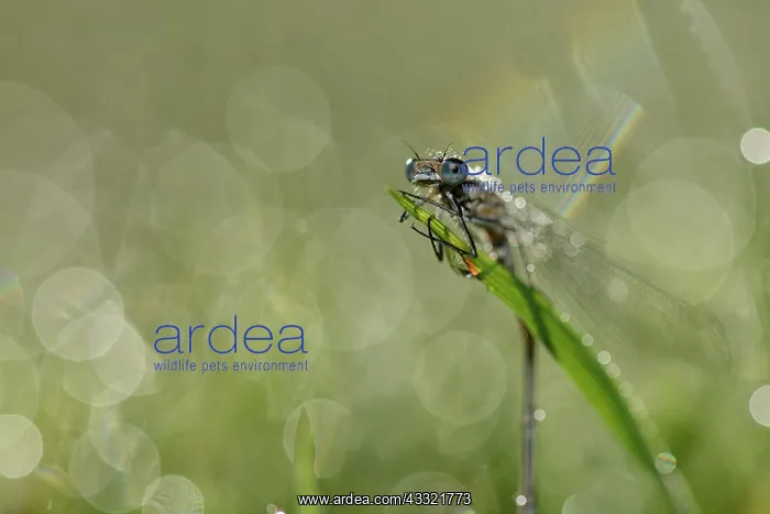 : Coenagrion puella : Coenagrion puella