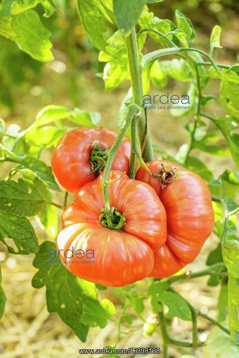 : Coeur de Boeuf Tomato : Coeur de Boeuf Tomato