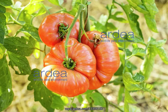 : Coeur de Boeuf Tomato : Coeur de Boeuf Tomato