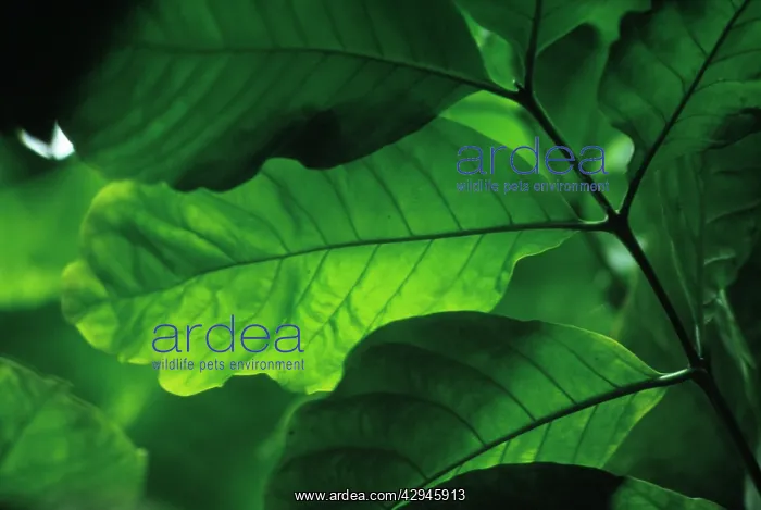 : Coffee, Coffea arabica : Coffee, Coffea arabica