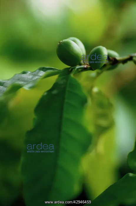 : Coffee, Coffea arabica : Coffee, Coffea arabica
