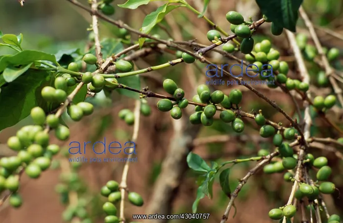 : Coffee, Coffea arabica : Coffee, Coffea arabica