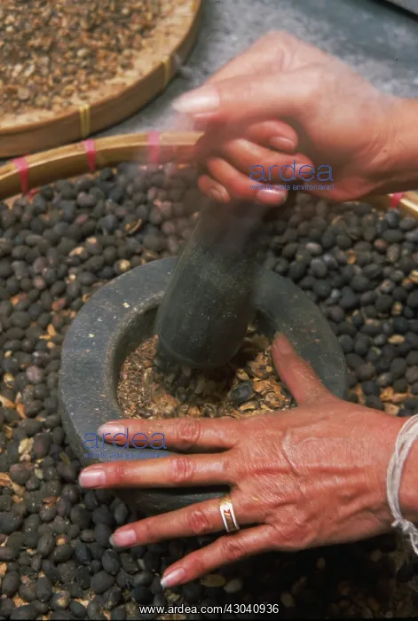 : Coffee, Coffea arabica : Coffee, Coffea arabica