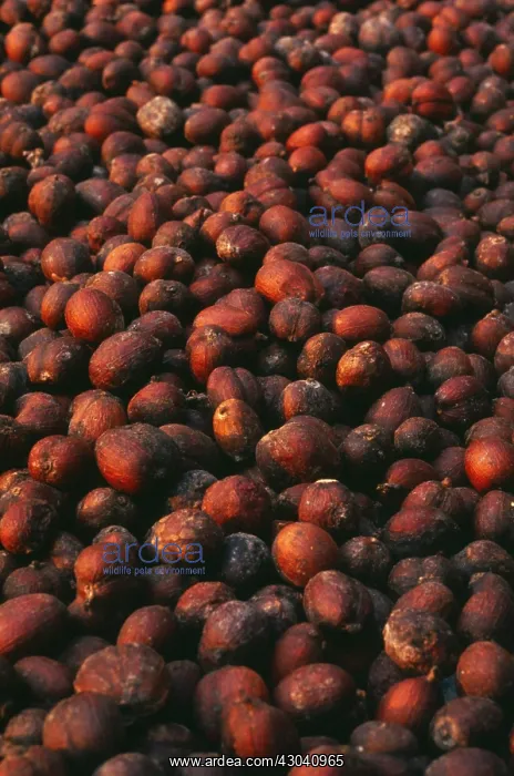 : Coffee, Coffea arabica : Coffee, Coffea arabica