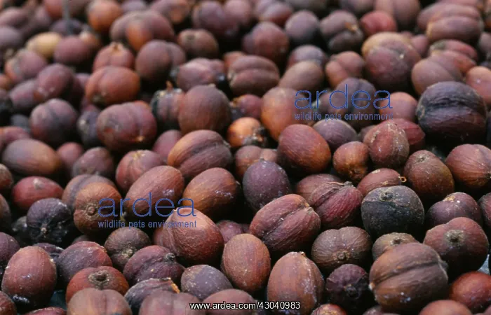 : Coffee, Coffea arabica : Coffee, Coffea arabica
