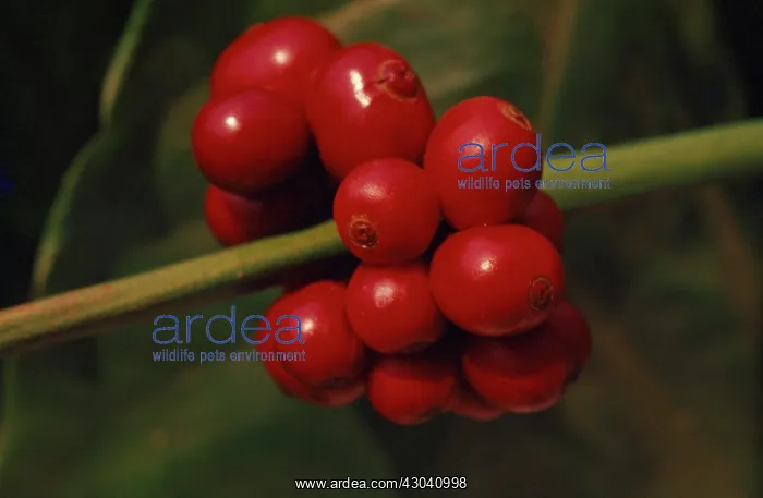 : Coffee, Coffea arabica : Coffee, Coffea arabica