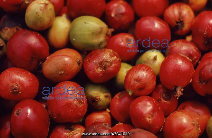 : Coffee, Coffea arabica : Coffee, Coffea arabica