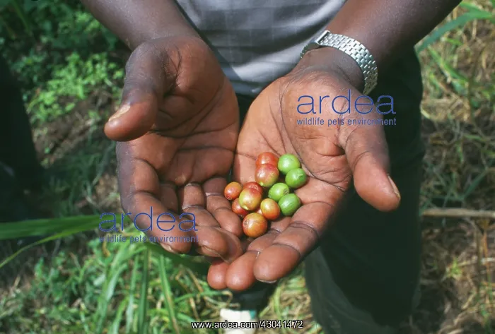 : Coffee, Coffea arabica : Coffee, Coffea arabica