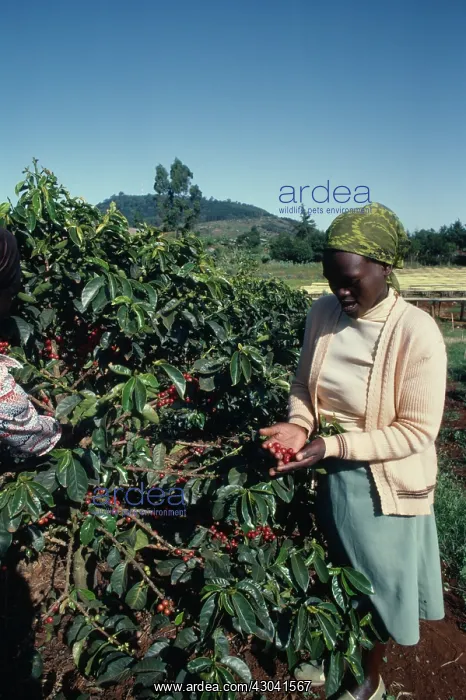 : Coffee, Coffea arabica : Coffee, Coffea arabica