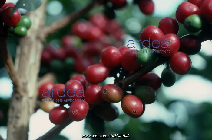 : Coffee, Coffea arabica : Coffee, Coffea arabica